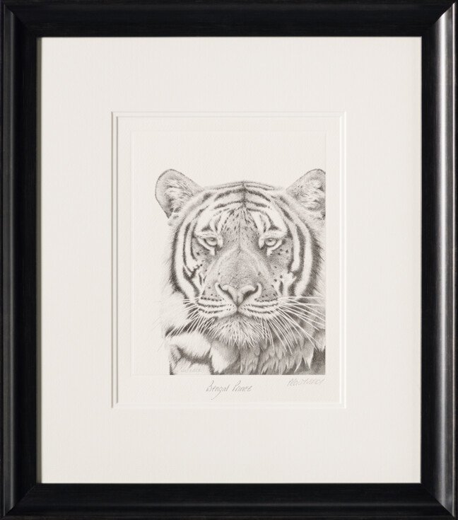 PHI SLE WWL 16495 Prince Bengal   Hild 30 